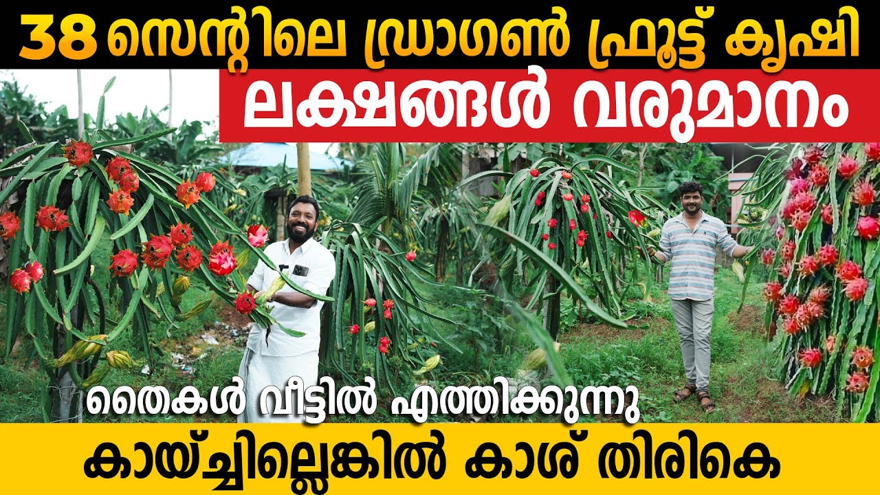 ഡ്രാഗൺ ഫ്രൂട്ട് കൃഷിയിലൂടെ മികച്ച വരുമാനം നേടാം|Dragon Fruit Farming 