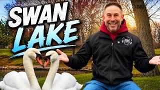 Fluffy Feather Farm Adventures: Meet our swans - Ben and Jerry (Episode 6)