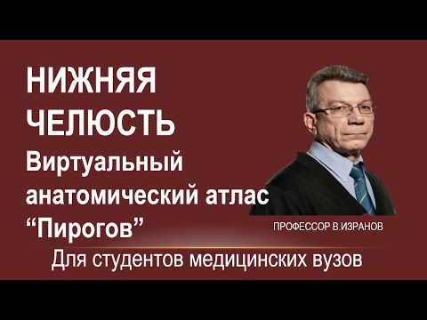 Нижняя челюсть