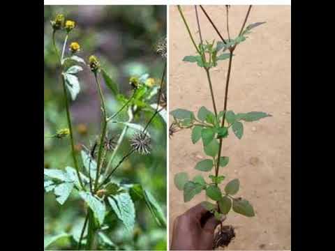 Video: Kutibu Wadudu wa Mimea ya Jasmine - Kukabiliana na Wadudu wa kawaida wa Jasmine