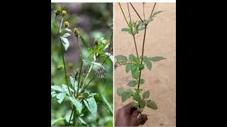 SULUHISHO LA MAPENZI |DAWA PAMBE YA MAPENZI |mkamate mpenzi akugande Kama luba!