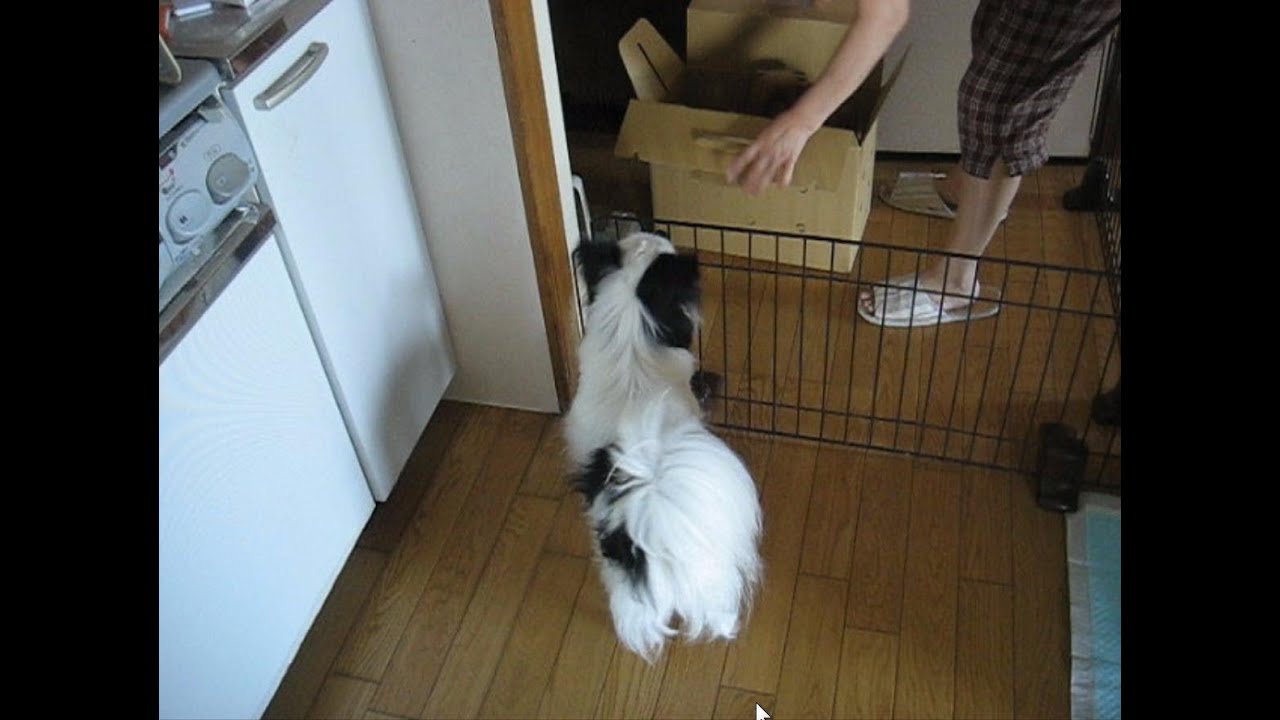 二匹目飼う方参考 初対面の子犬に大興奮 大丈夫か Youtube