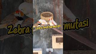 Zebra finch mutasinya keren #finch #zebrafinch #ternakburung
