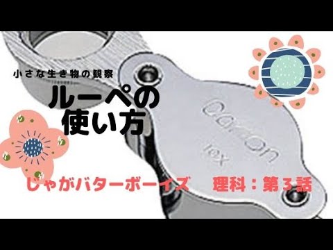 小さな生き物の観察 ルーペを使った観察の方法 スケッチの仕方 理科第３話 Youtube