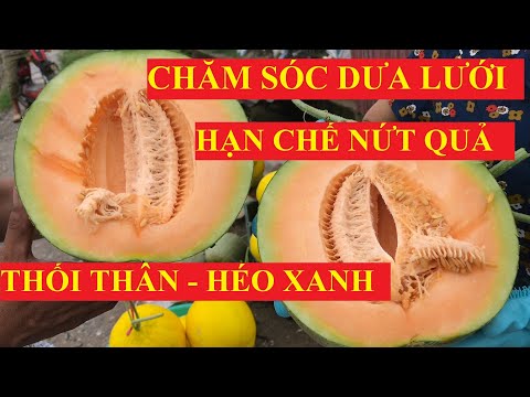Video KỸ THUẬT CHĂM SÓC DƯA LƯỚI NGOÀI TRỜI ĐỂ QUẢ TO, ĂN... - youtube