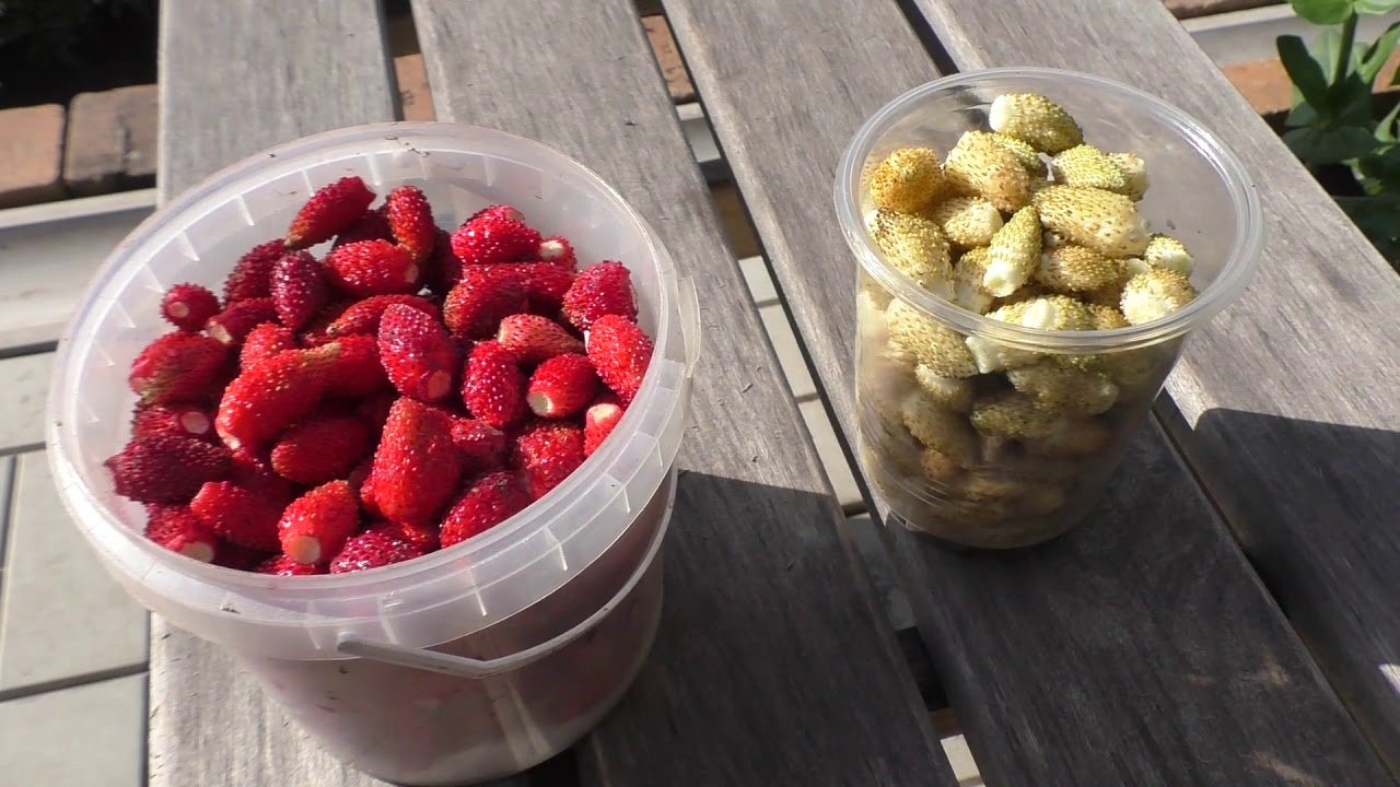 Разовый сбор мелкоплодной клубники 1,3 л