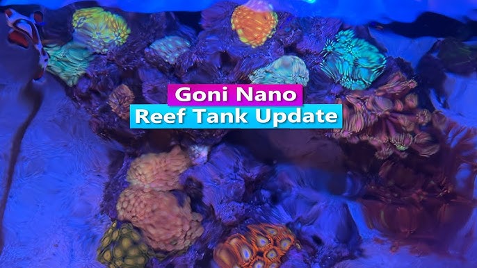 600g Saltwater Aquarium Reef Tank Tour! 
