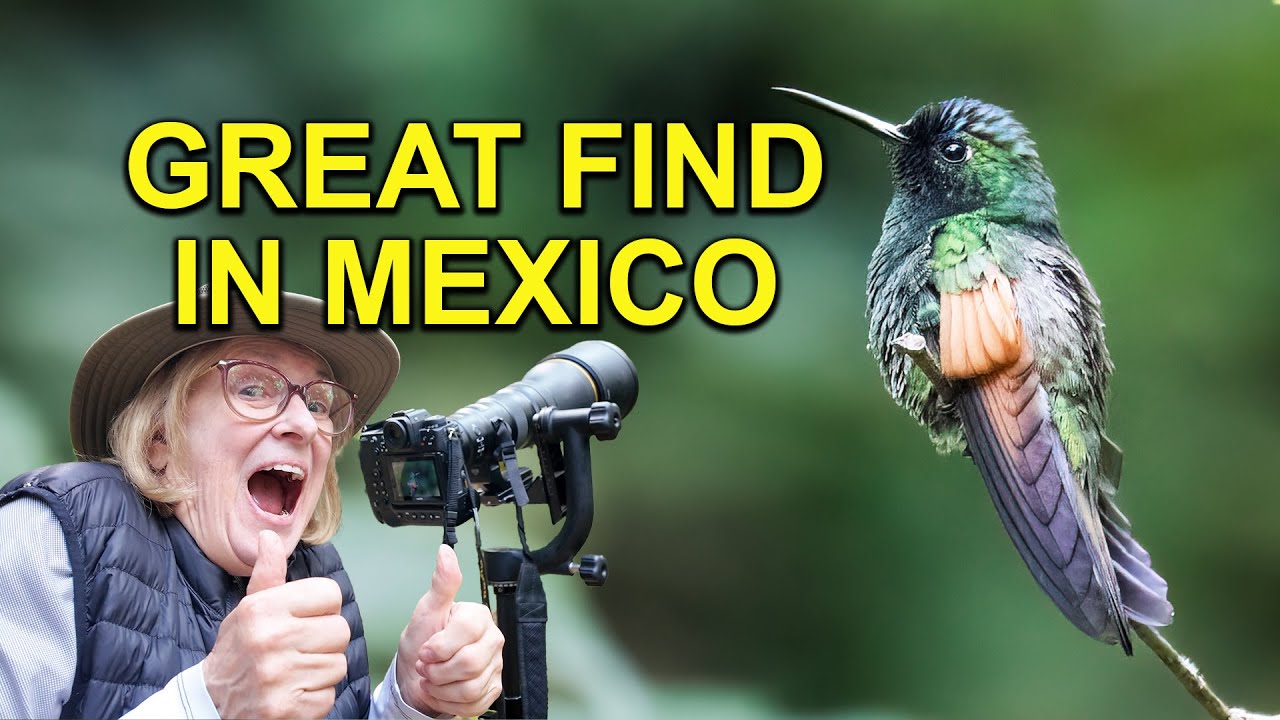 Исчезающая колибри замечена в Мексике