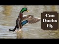 Uncovering the Mystery: Can Ducks Really Fly or is it a Myth?