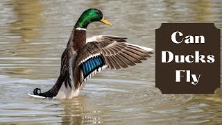 Uncovering the Mystery: Can Ducks Really Fly or is it a Myth