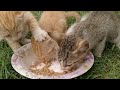 Starving Rescue Kittens Are Still Hungry || Don&#39;t Touch My Food ||