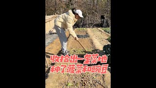 把一垄菜地能摘的菜都摘完了，重新种了菠菜和豌豆#自己种菜 #田园生活 #记录真实生活 #种植的乐趣 #养鸡