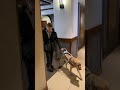 How Does a Guide Dog for the Blind Find an Elevator Anyway?