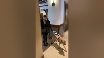 How Does a Guide Dog for the Blind Find an Elevator Anyway?