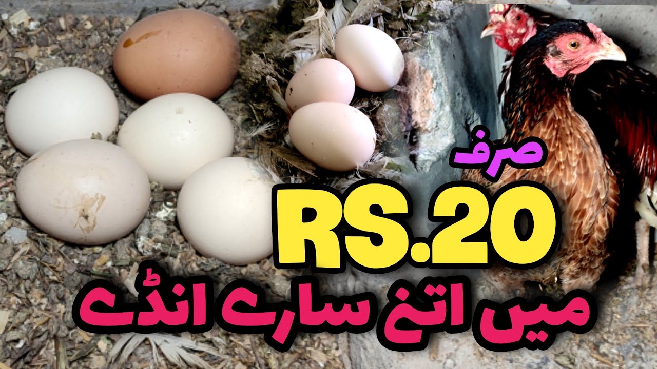 How to Increase Eggs Production of hen Non Stop Eggs Production in