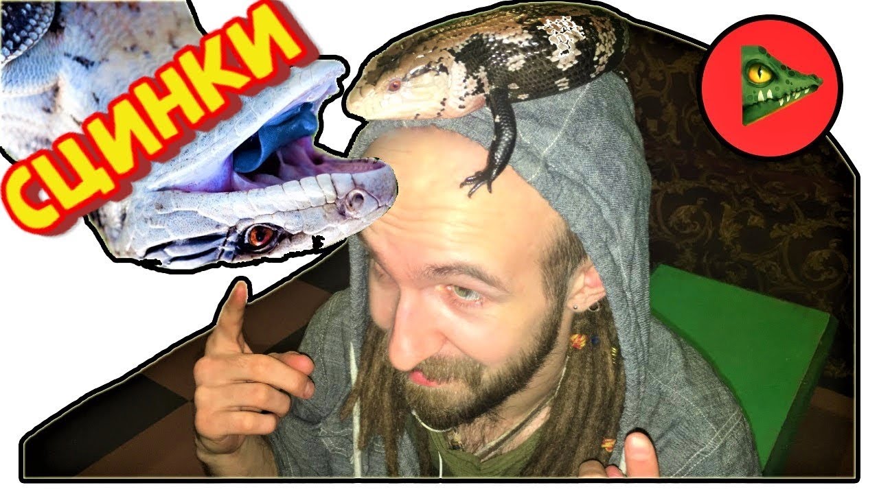 СИНЕЯЗЫКИЙ СЦИНК (Tiliqua) Об исполинской ящерице!