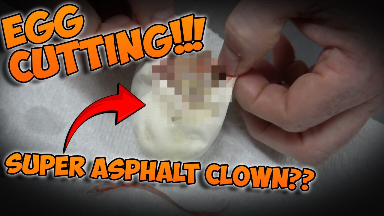 Super Asphalt Clown??? EGG CUTTING