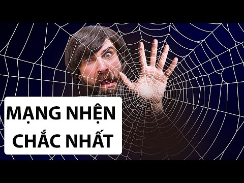 Video: Những con nhện nào tạo ra mạng lớn?