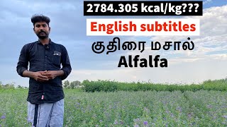 Alfalfa Fodder | Best Goat Fodder | How to grow Alfalfa/Kuthiraimasal | Alfalfa fodder in Tamil