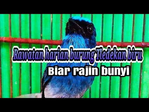 Tips for caring for blue Tledekan birds so they sing frequently