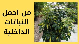 الشفليرا -اجمل النباتات الداخلية،طريقة اكثار نبات الشفليرا بالعقلة