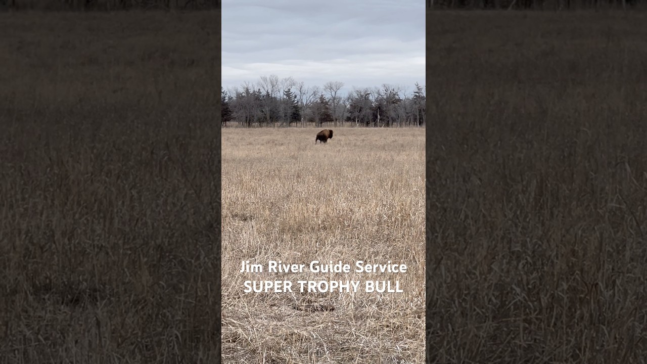 Jim River Guide Service provided the most thrilling bison hunts!  Fantastic shooting.