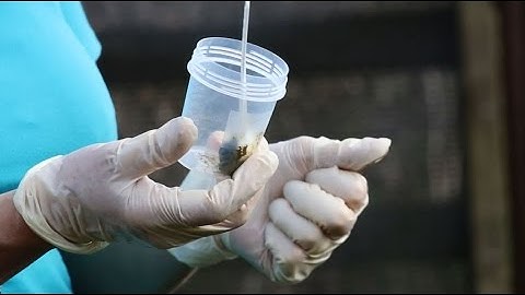 Taking faecal egg count samples correctly