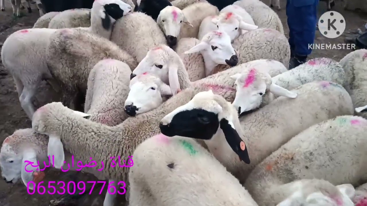 من سوق الجمعة العرارشة أقليم قلعة السراغنة بي تاريخ 2026/02/20