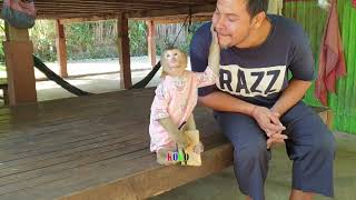 How Sweetie Daddy Play With Precious Monkey Koko by Monkey KOKO 17,581 views 1 year ago 6 minutes, 51 seconds