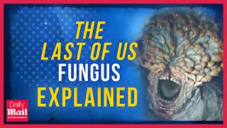 Could The Last of Us zombie fungus nightmare become a reality?