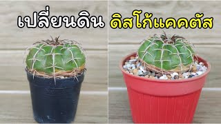 วิธีเปลี่ยนกระถางดิสโก้แคคตัส [อยากให้โตเร็วๆ ต้องเปลี่ยนดินด้วยนะ] Repotting Discocactus
