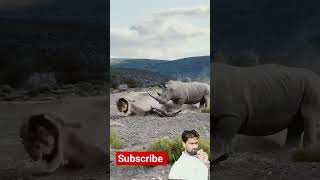 Rhno stabs male lion with its Horns #wildlife #animals #ai #rhino