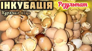 Інкубація курячих яєць🐣Який результат в інкубаторі без моєї участі⁉️