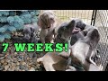 Our Weimaraner Puppies Are 7 Weeks and They Are So Playful!