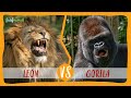 LEÓN VS GORILA ¿Cual ganaría en una batalla 1vs1?