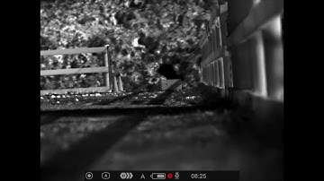 Pulsar Krypton 2 Point of Impact Test with ben from huntthenight.com.au