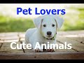 Cute animals  animal lovers 