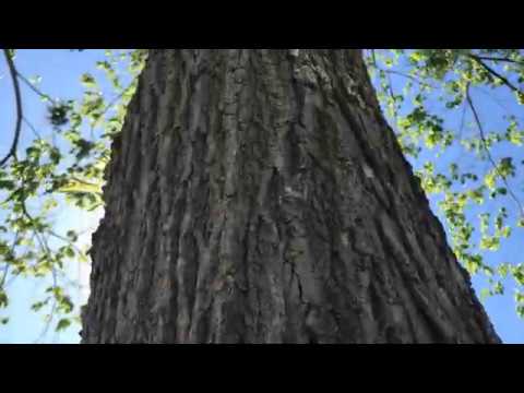 Video: Elm (18 Fotografií): Popis Stromov A Listov. Ilm Klzké A Americké, Holandské A ďalšie Typy. Ako To Vyzerá A čo To Je? Semená Brestu A Drevo