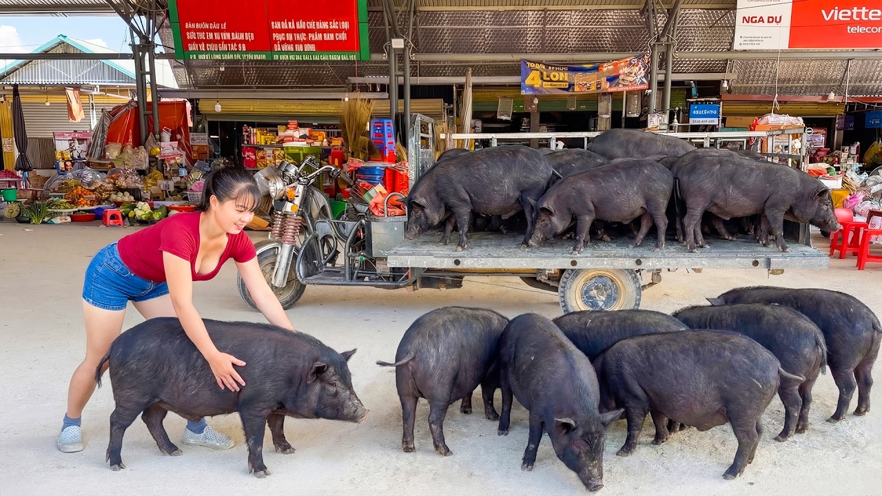 Selling a Herd of 100kg Pigs After 1 Year of Raising | Transporting by 3-Wheeled Truck to Market