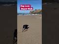 Dog Love Beach Walk #dog