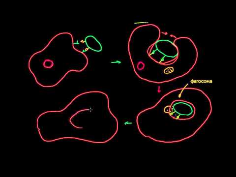 Видео: Имеет способность к фагоцитозу?