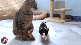 A Rescued Kitten Appealing to a Big Cat with all its Might