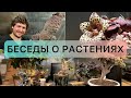 Б 1 КОММИФОРА / ЭКЗОТИЧЕСКИЙ ЦВЕТОК / ГИГАНТСКАЯ ЭЧЕВЕРИЯ / КРИСТАТА ЭОНИУМ / БОНСАЙ ПОРТУЛАКАРИЯ