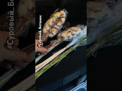 Великий декоратор) #суровый_ботаник #Счастливый_Ботаник #Декордлядома