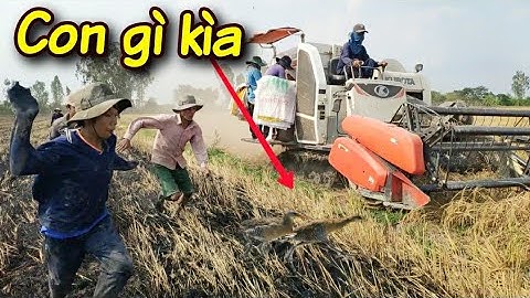 Dí cù bắt chuột đồng miền tây cả xóm kéo đi chụp chuột mùa cắt lúa cười bể bụng