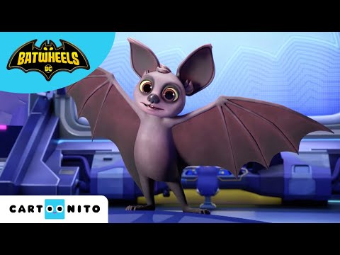 Хаос в Готъм сити | Batwheels | Cartoonito | Анимация за деца