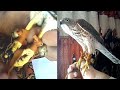 How to Install Bells and Jesses to Shikra and sparrowhawk || Wildlife Today