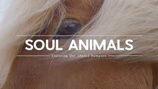 Horses Are Soul Animals