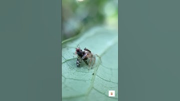 Threads of Survival: A Predator-Prey Encounter