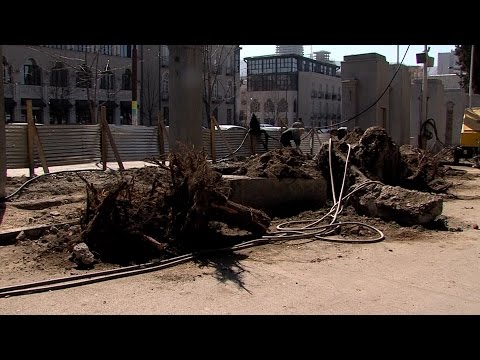 რატომ მოჭრეს ხეები დინამოს სტადიონის მიმდებარე ტერიტორიაზე ?